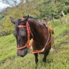 Apero de Cabeza para Caballo en Cuero Reforzado – Cabalgata y Trabajo | Oferta