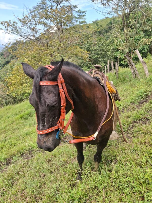 Apero de Cabeza para Caballo en Cuero Reforzado – Cabalgata y Trabajo | Oferta
