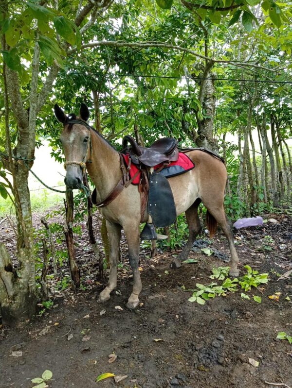Alfombra Abollonada Sencilla para Caballo | Resistente y Confiable