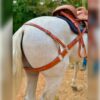 Arretranco o Tiro en Cuero para Caballo | Práctico, Cómodo, Elegante y Duradero
