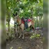Alfombra Abollonada Sencilla para Caballo | Resistente y Confiable