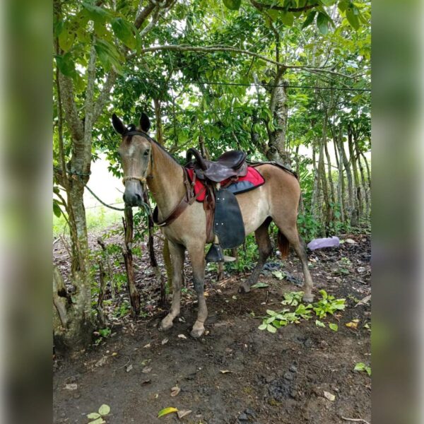 Alfombra Abollonada Sencilla para Caballo | Resistente y Confiable